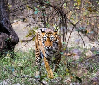 Wildlife Protection Society of India