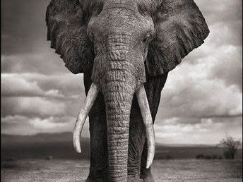 Nick Brandt