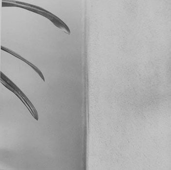 Leaf, 1977 Vintage gelatin silver print 8 x 8 inches
