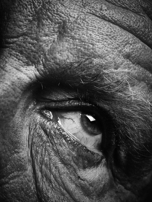 Bill Brandt / Eyes (1960-1964), 2014,&nbsp;Archival pigment print,&nbsp;9 x 8 inches