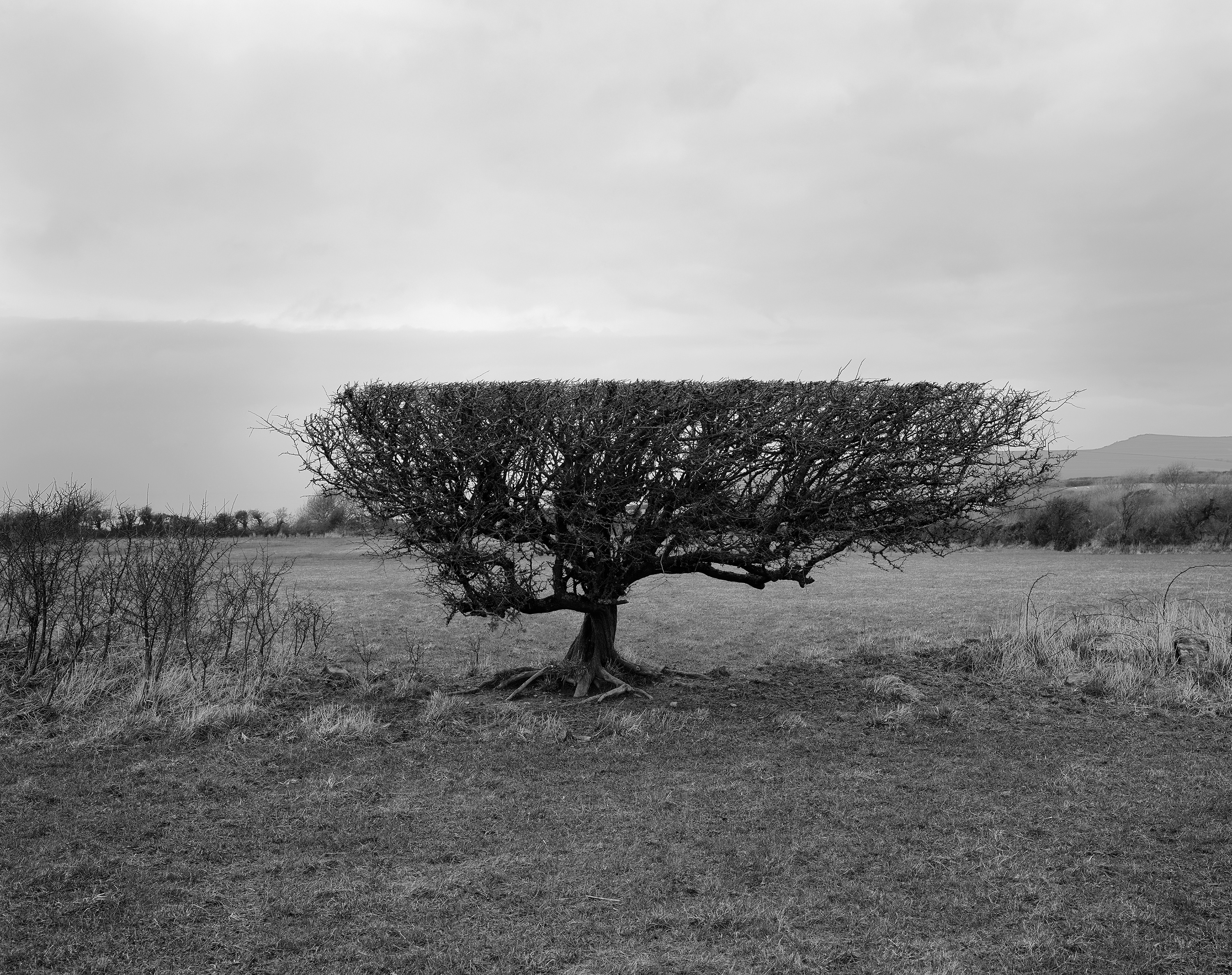 Flailed Hawthorn, Pembrokeshire, Wales,&nbsp;2020. Archival pigment print, 55 x 46 inches.&nbsp;