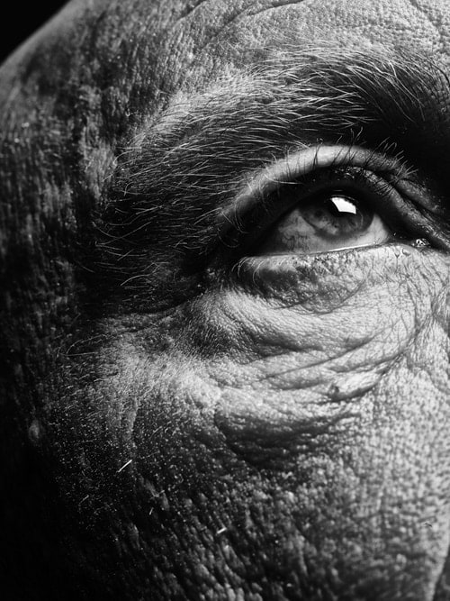 Bill Brandt / Eyes (1960-1964), 2014,&nbsp;Archival pigment print,&nbsp;9 x 8 inches