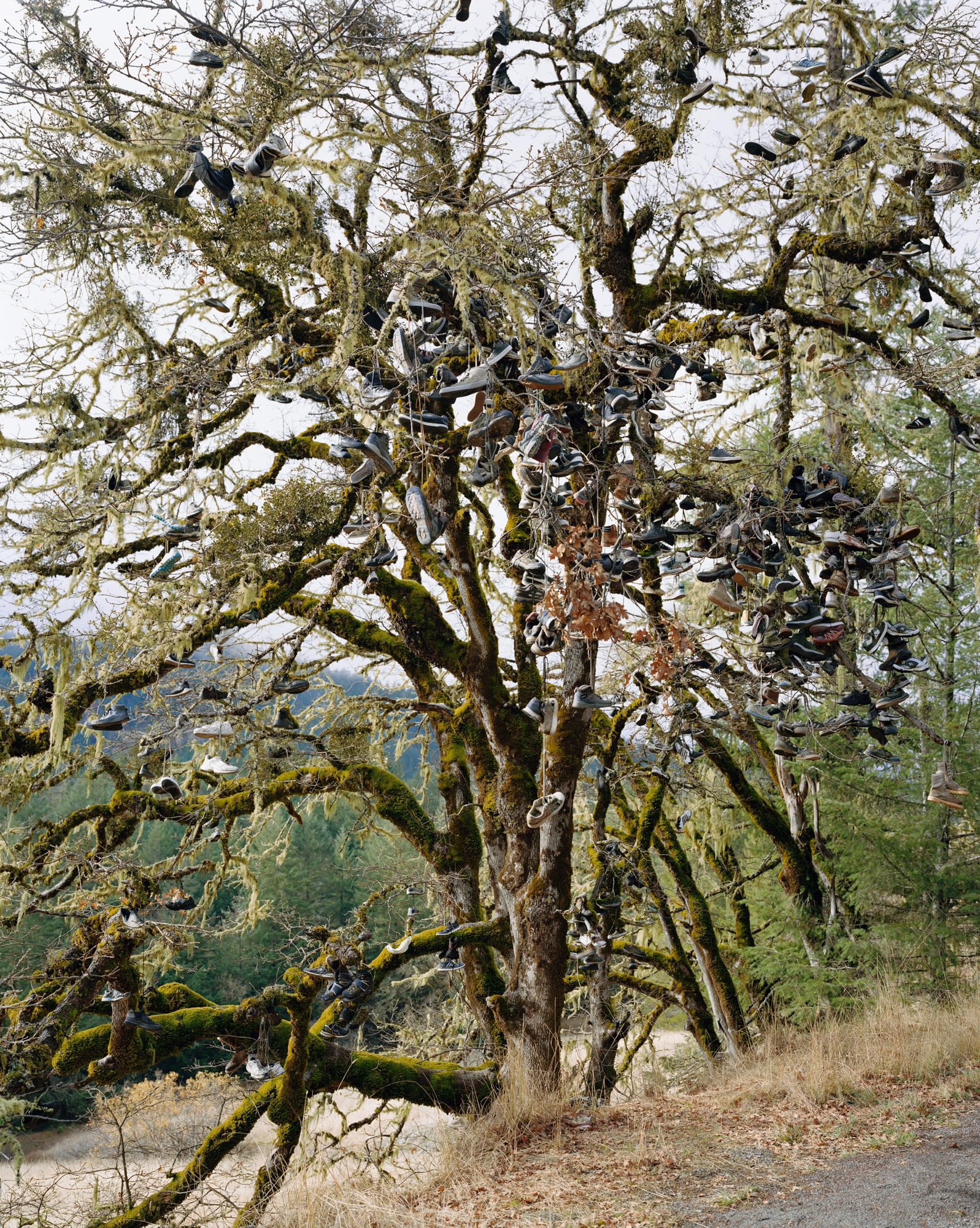 Dinsmore, California, 2018. Chromogenic print.