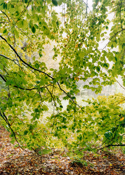 Forest #24, Untitled (Leaf Curtain),&nbsp;2001,&nbsp;16 x 12 inch chromogenic print