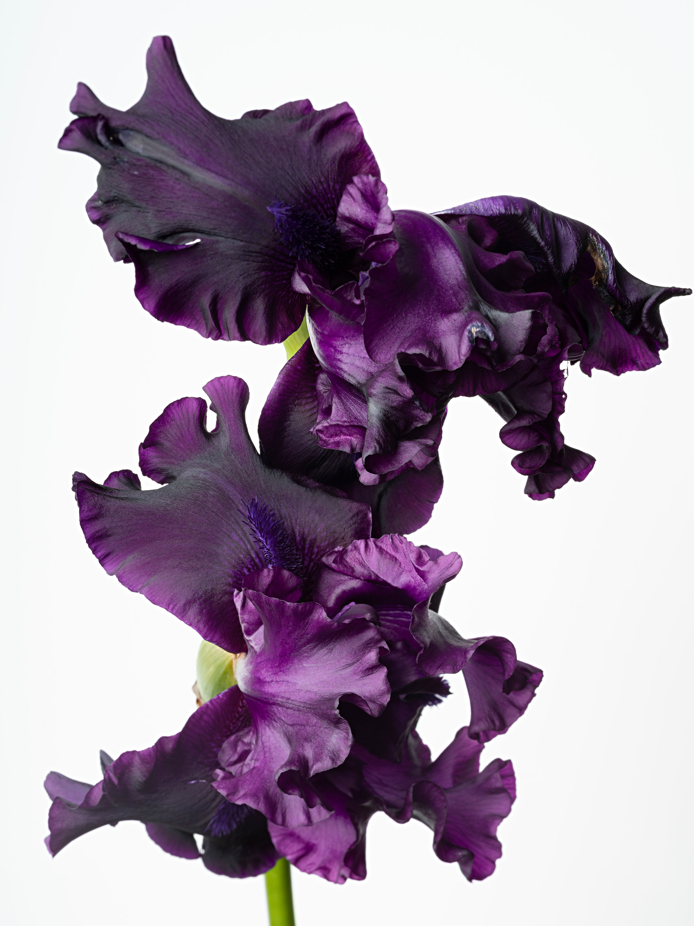 Sharon Core, Iris (Raven Girl), 2022. Archival pigment print, 38 x 28 1/2 inches.