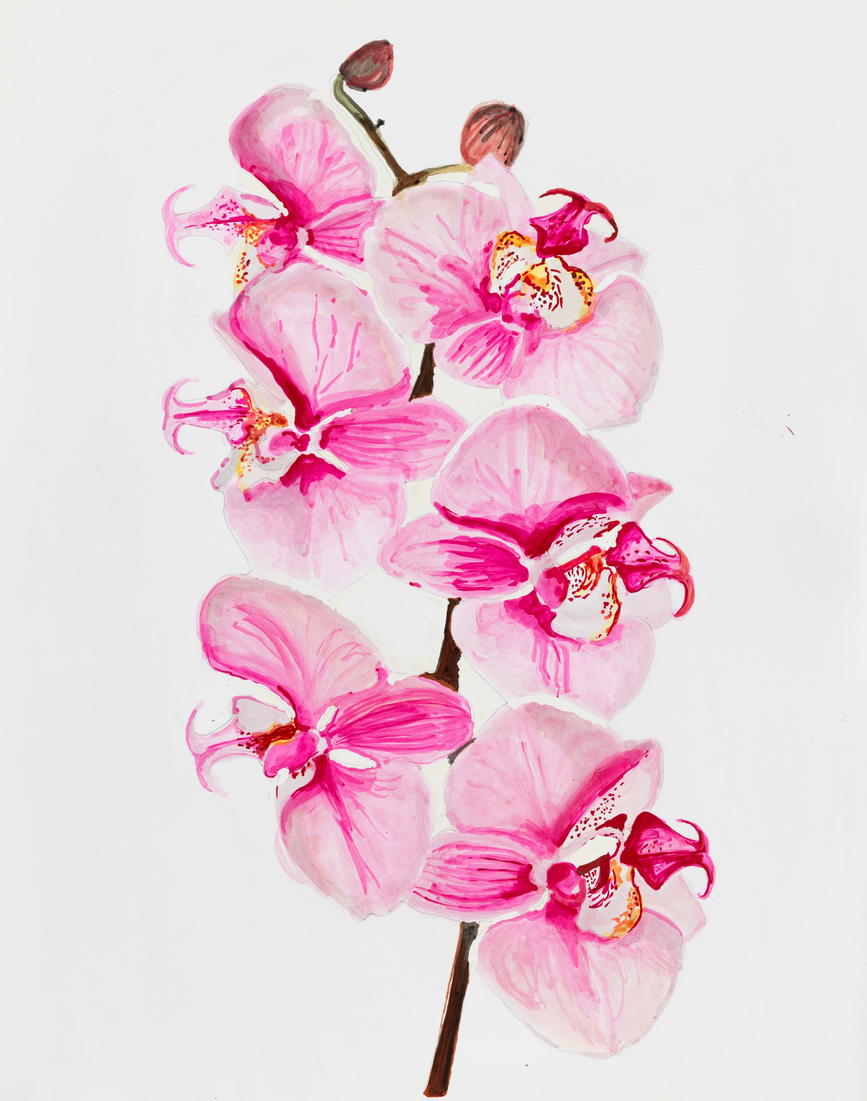 Sharon Core, Orchid: Phalaenopsis hybrid, Page 80, 2023. Archival ink on paper, 20 1/4 x 17 inches.