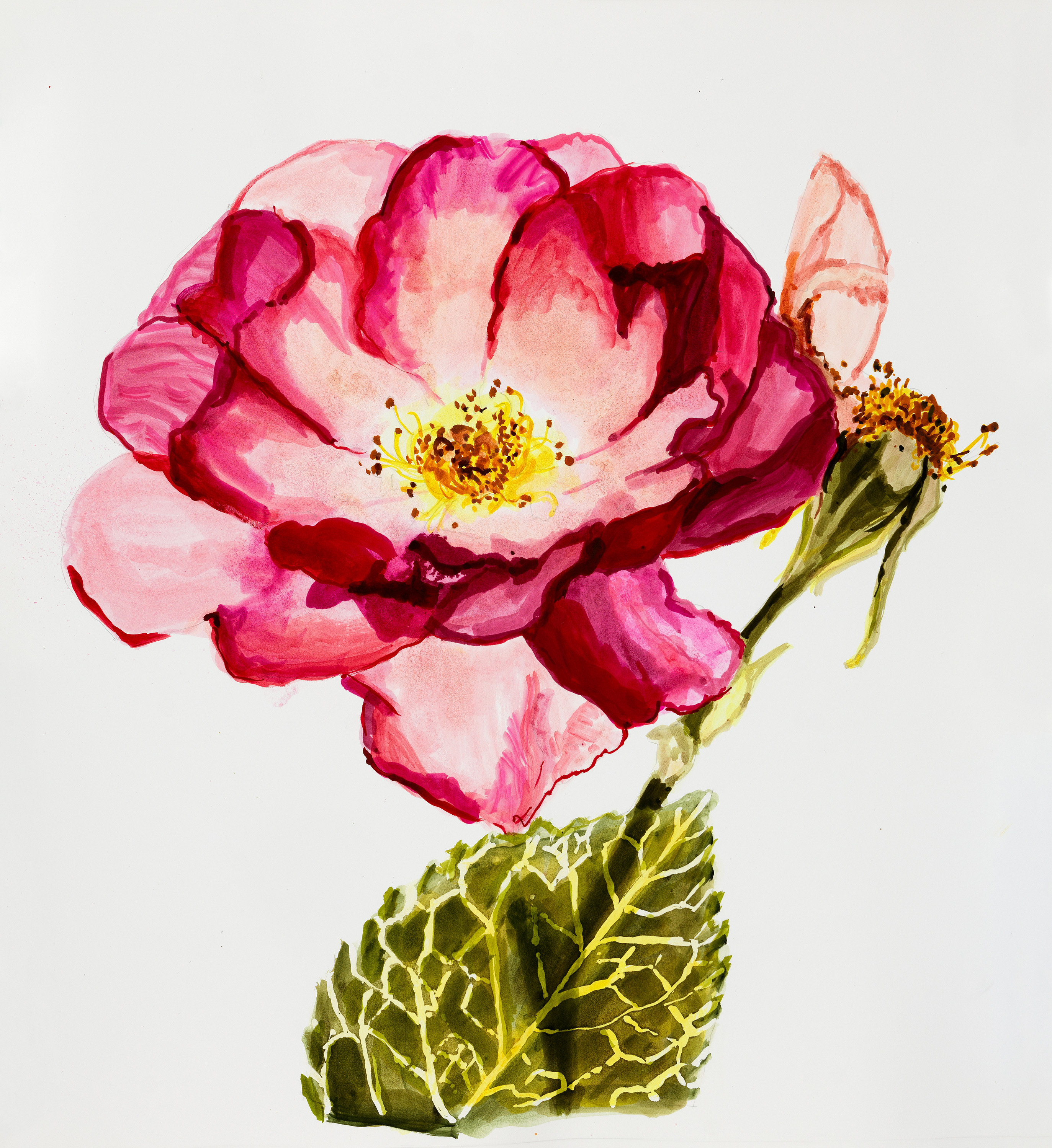 Sharon Core, Rose: Escapade, Page 44, 2023. Archival ink on paper, 21 7/8 x 19 3/4 inches.