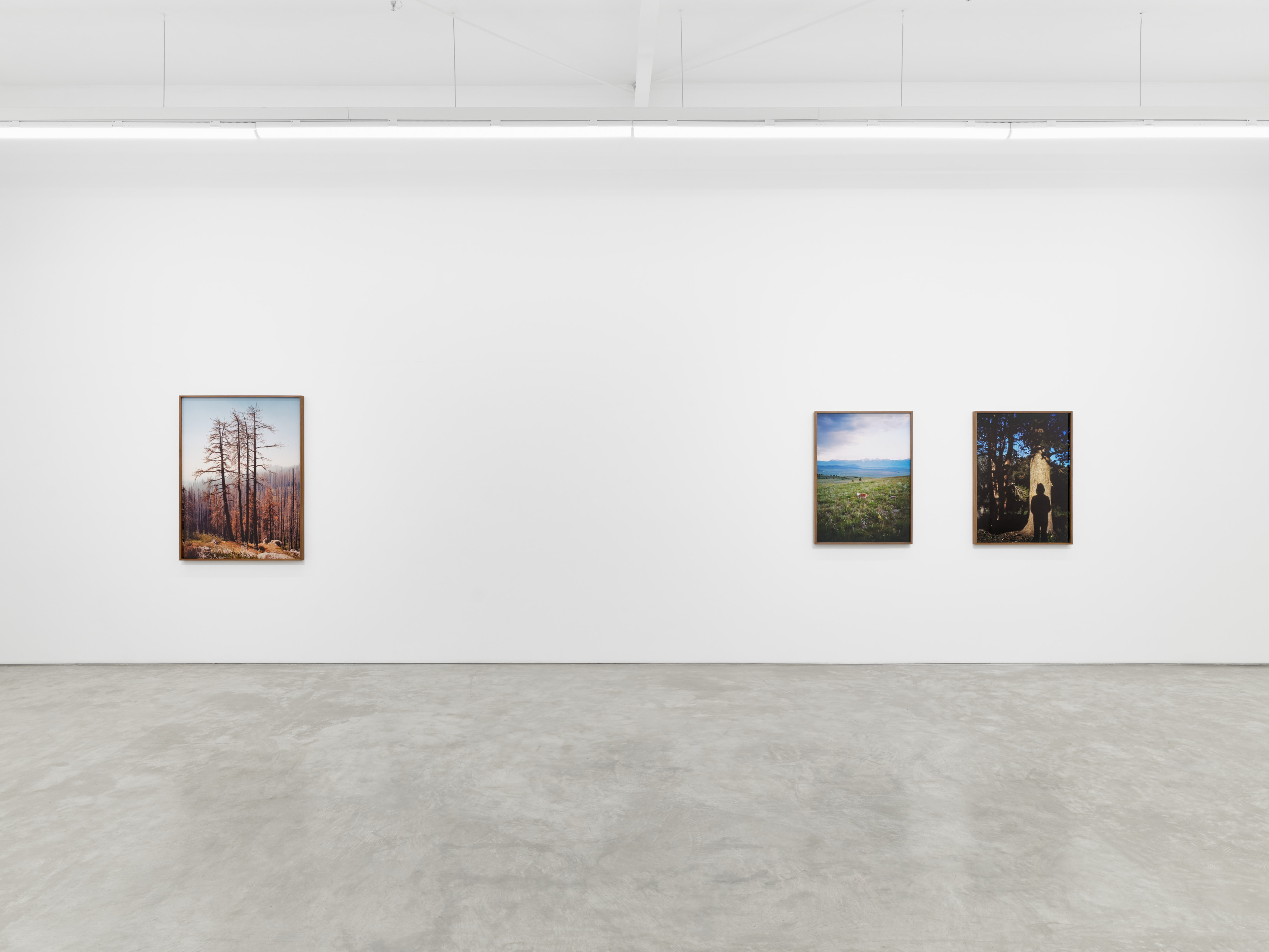 Installation view of Elise Rasmussen's "the beautiful" at Night Gallery