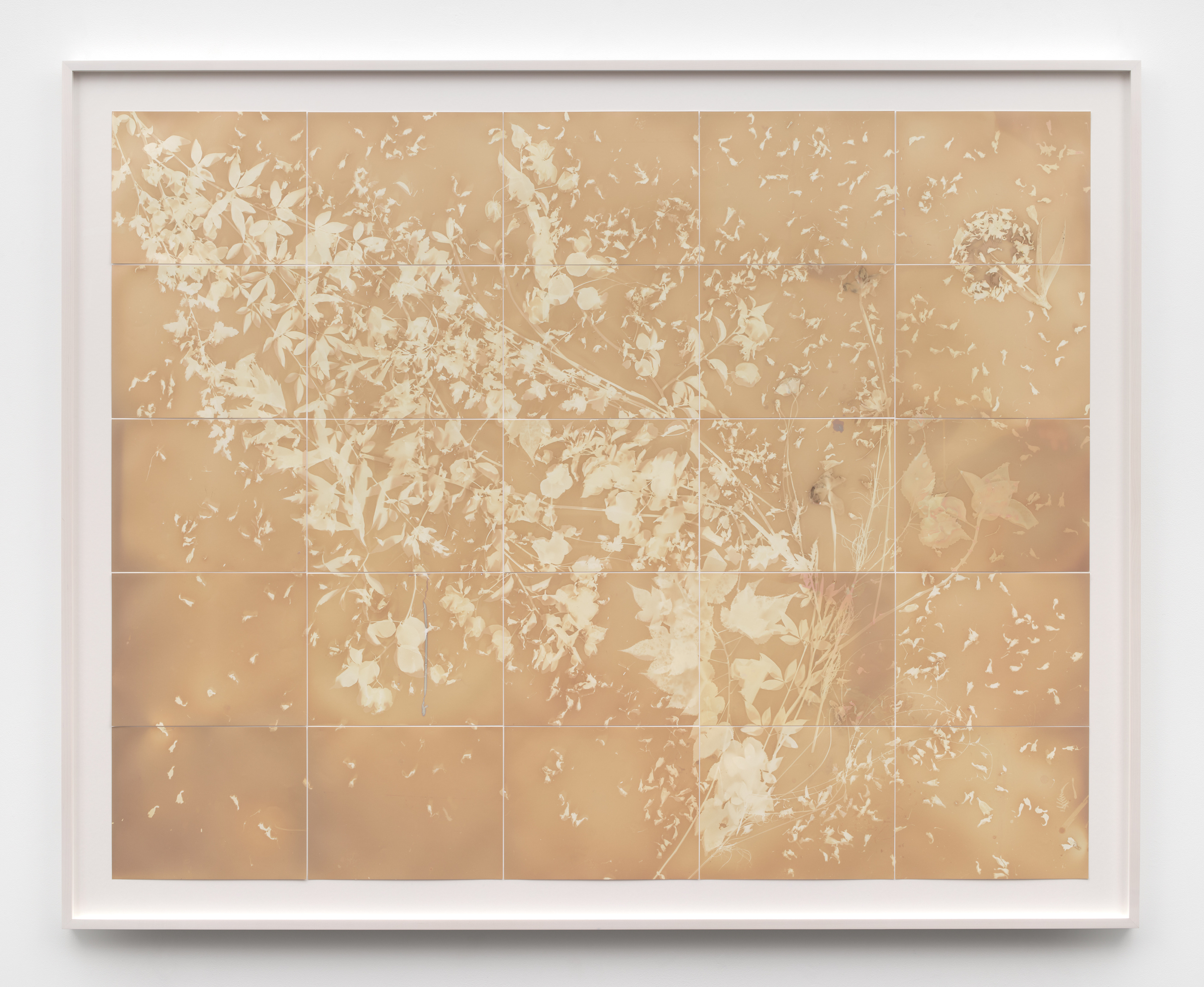 A framed grid of multiple lumen photographs with the impression of plants and petals in sepia hues. 