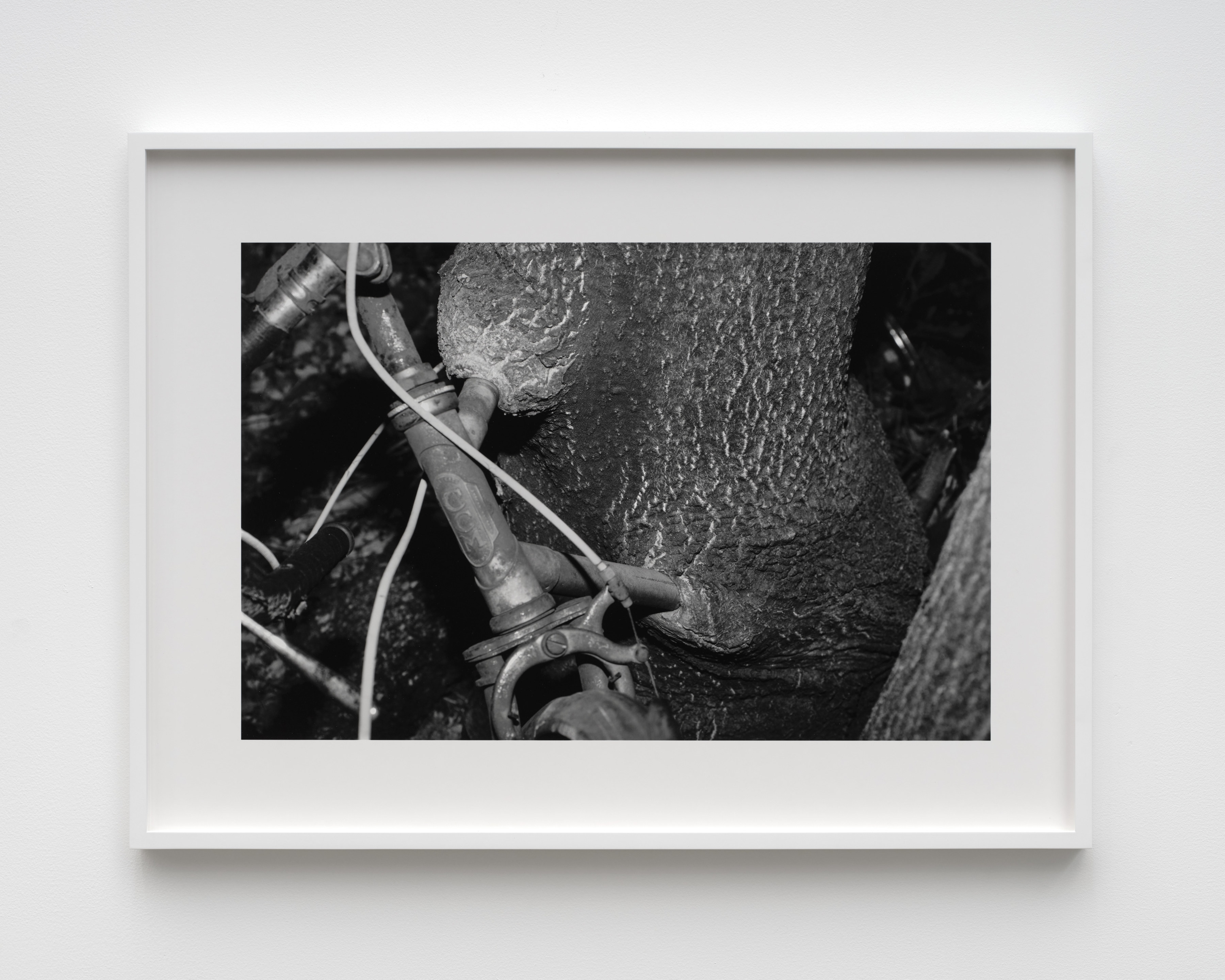 A black and white photograph of the head tube and front tire of a bicycle surrounded by the bark of a tree that has grown around it. 