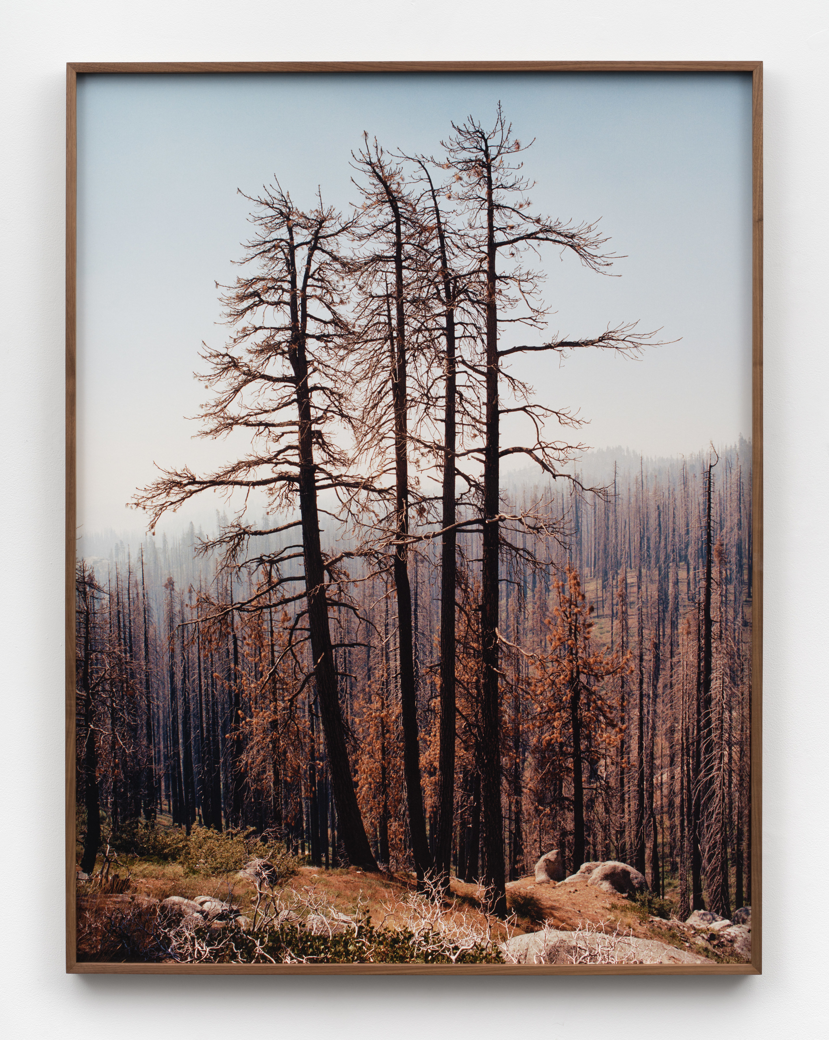 A photograph of a valley of barren trees in a walnut frame. 