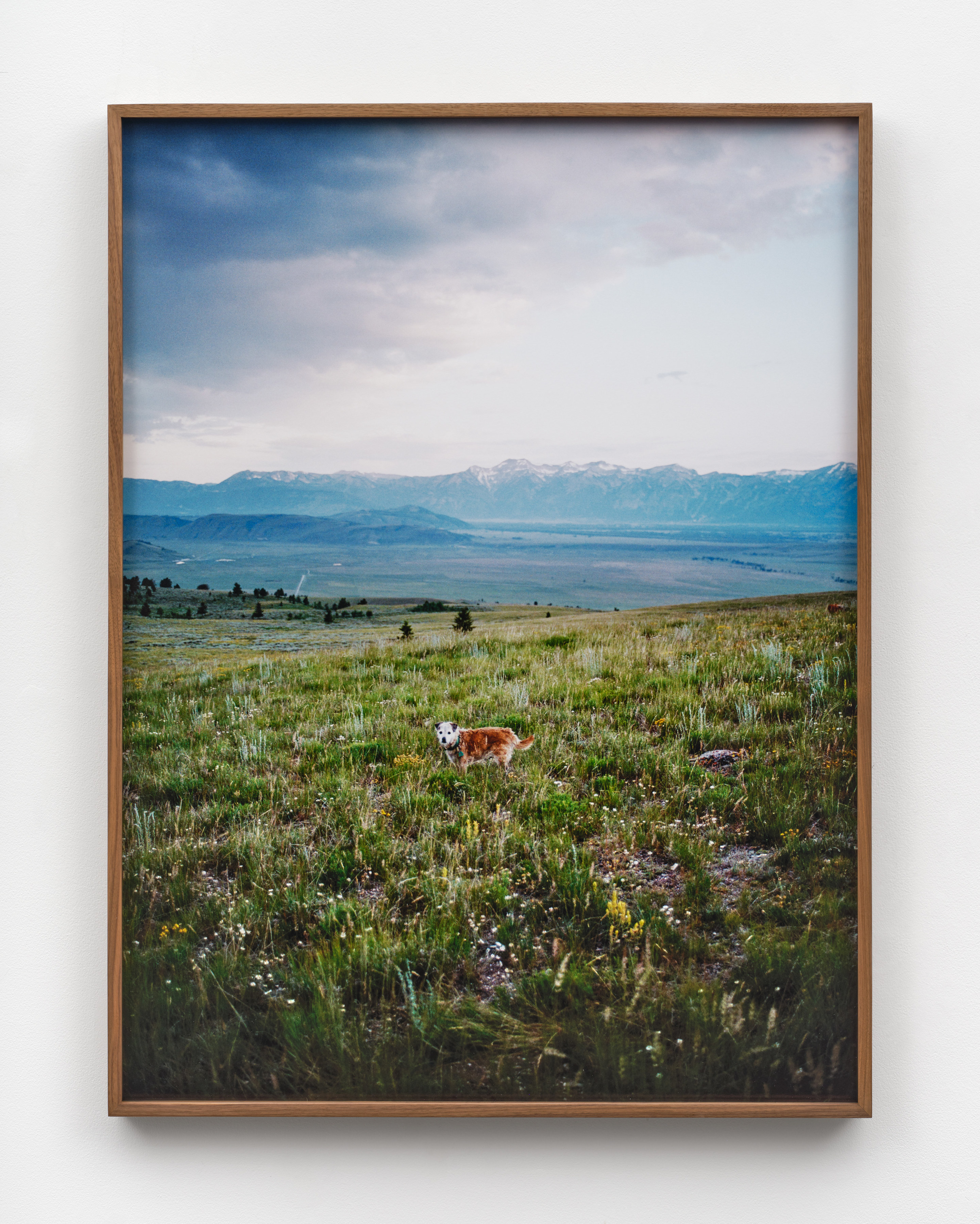 A photograph of Clementine the terrier on a green hill surrounded by wildflowers with a mountainous valley in the background mounted in a walnut frame. 