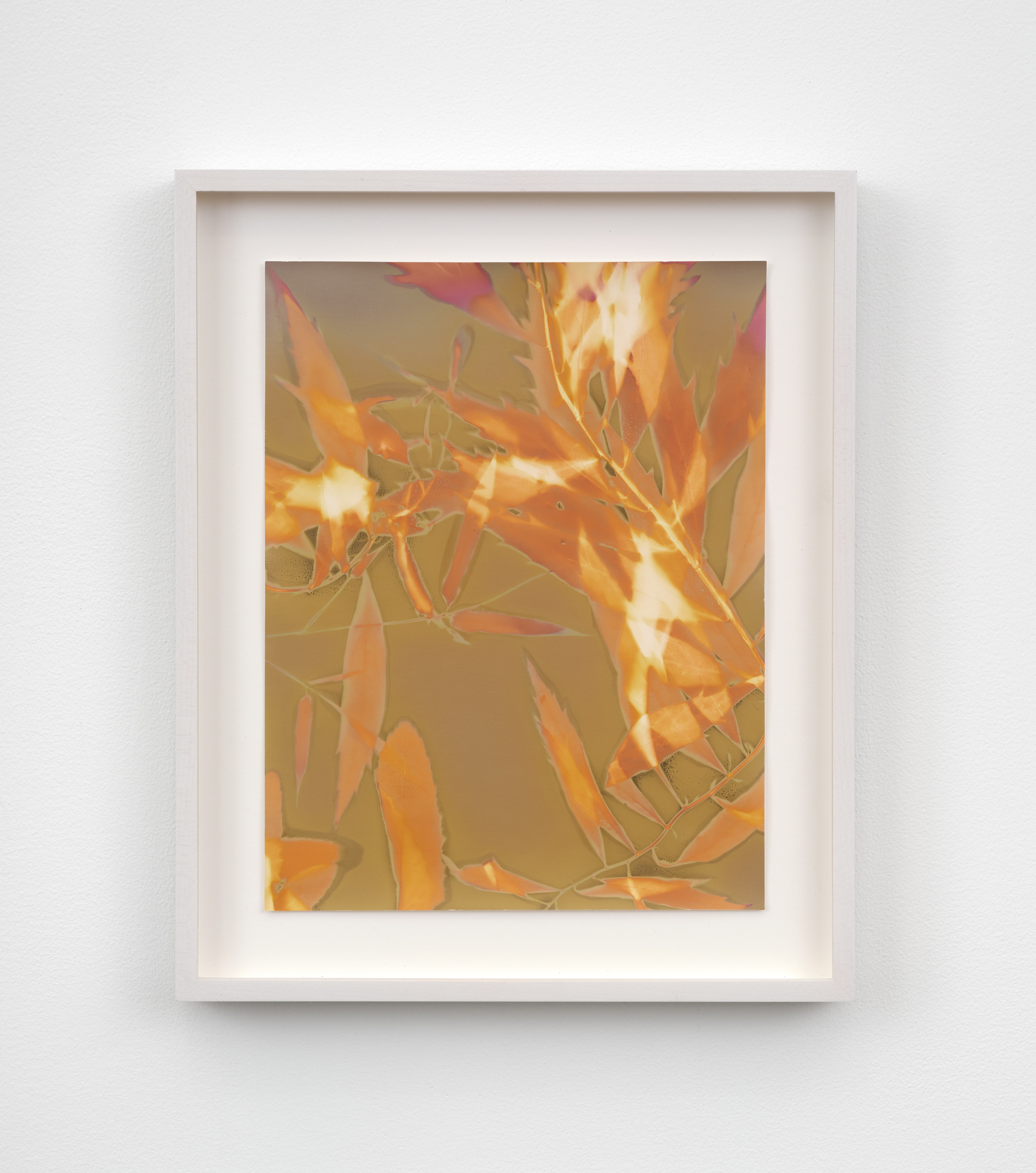 A framed lumen photograph of leaves on their branches in orange and sepia hues.