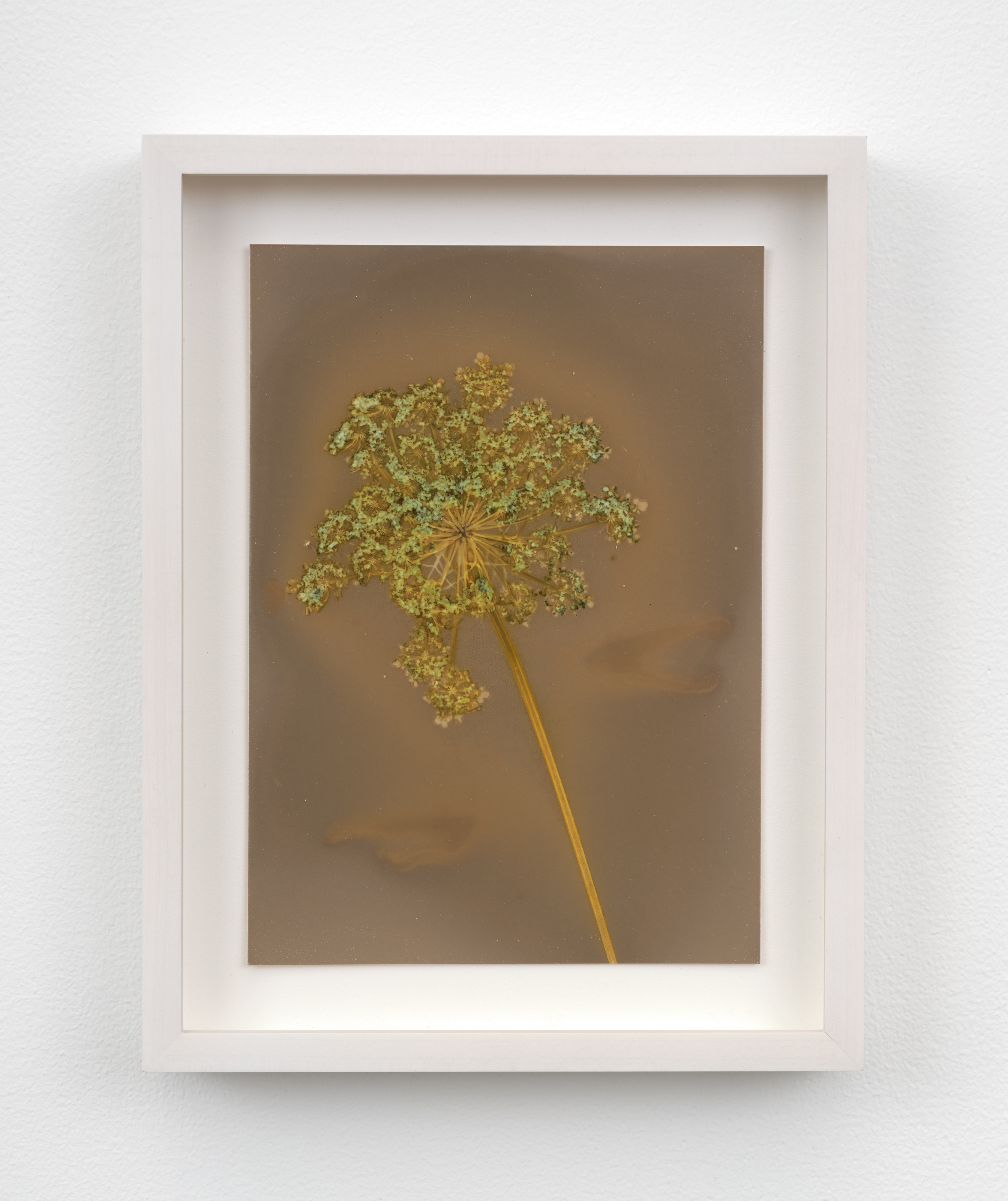 A framed lumen photograph of a green carrot bloom in olive and sepia hues.