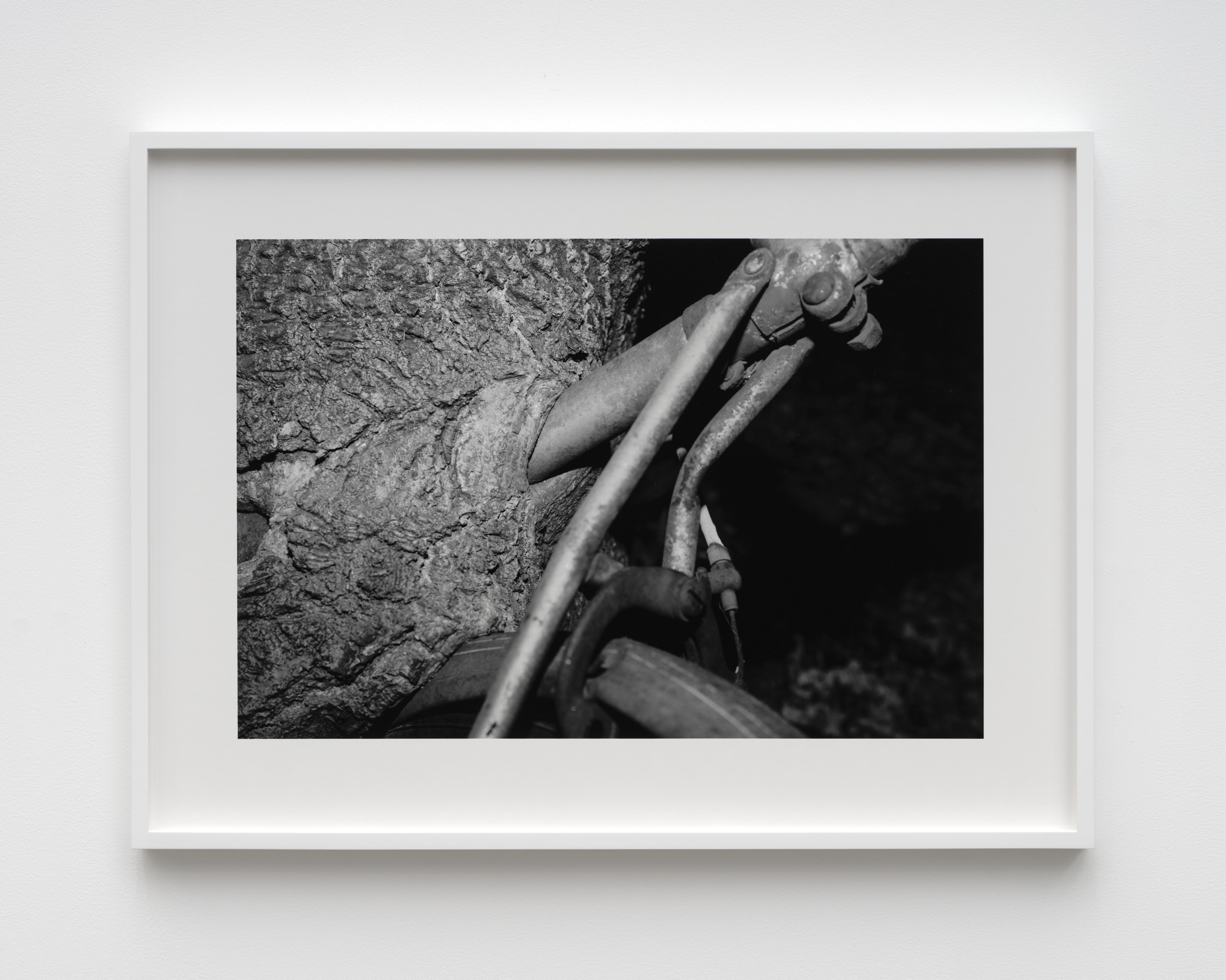 A black and white photo of the seat tube and back tire of a bicycle surrounded by the bark of a tree that has grown around it. 