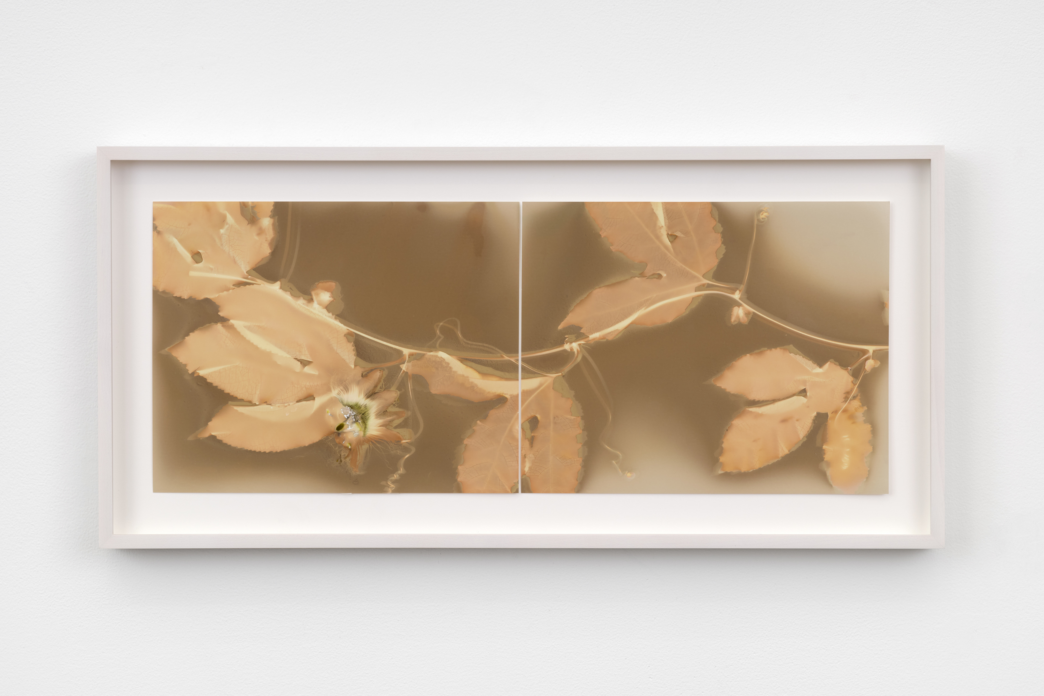 A framed lumen photograph of leaves on a vine across two panels in sepia hues. 