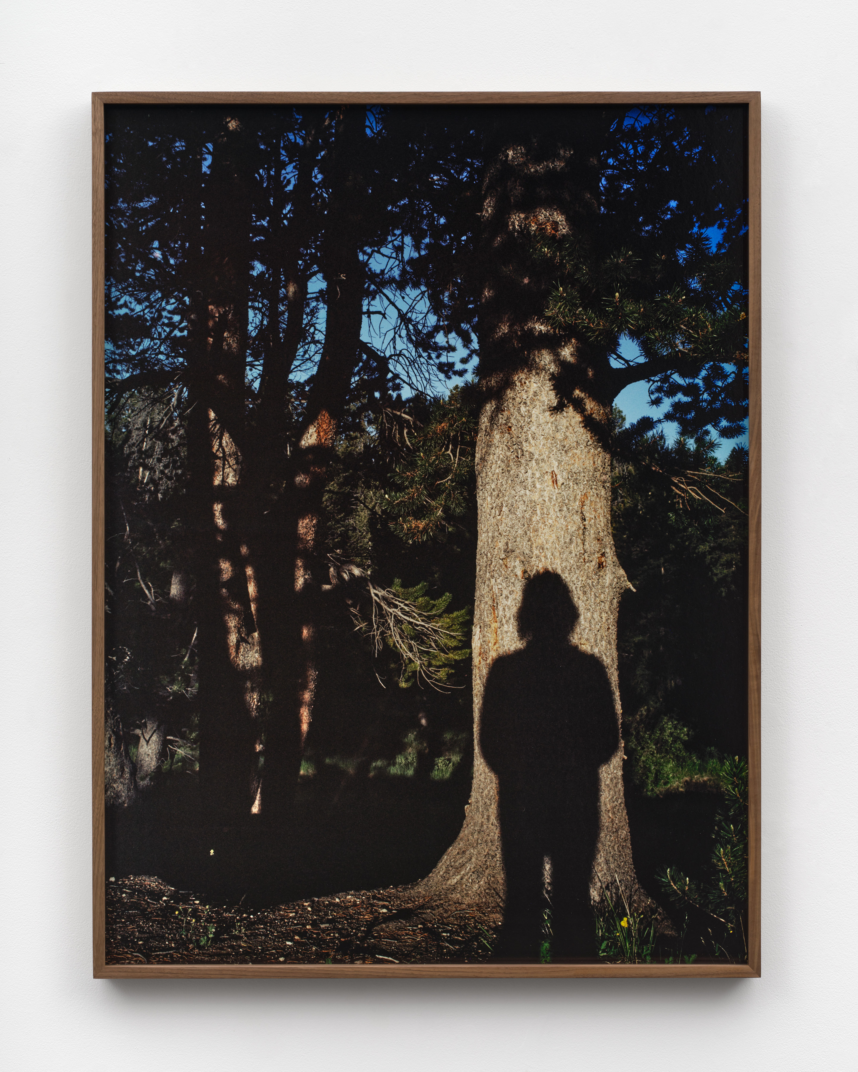 A photograph of the artist's silhouette against a tree trunk in a forest mounted in a walnut frame. 