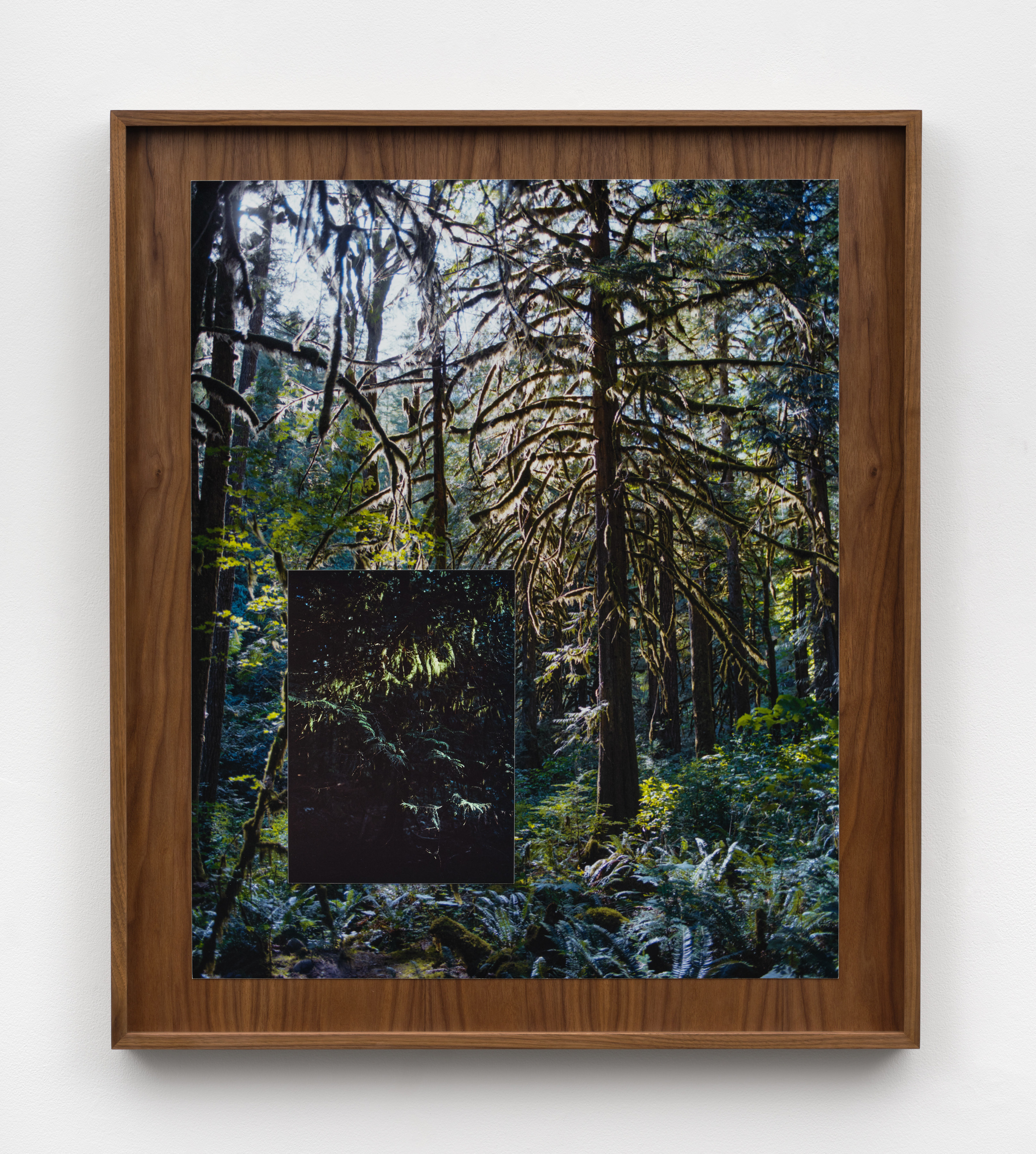 A collage of two photographs of mossy trees and a floor of ferns overlapping against a wooden background.