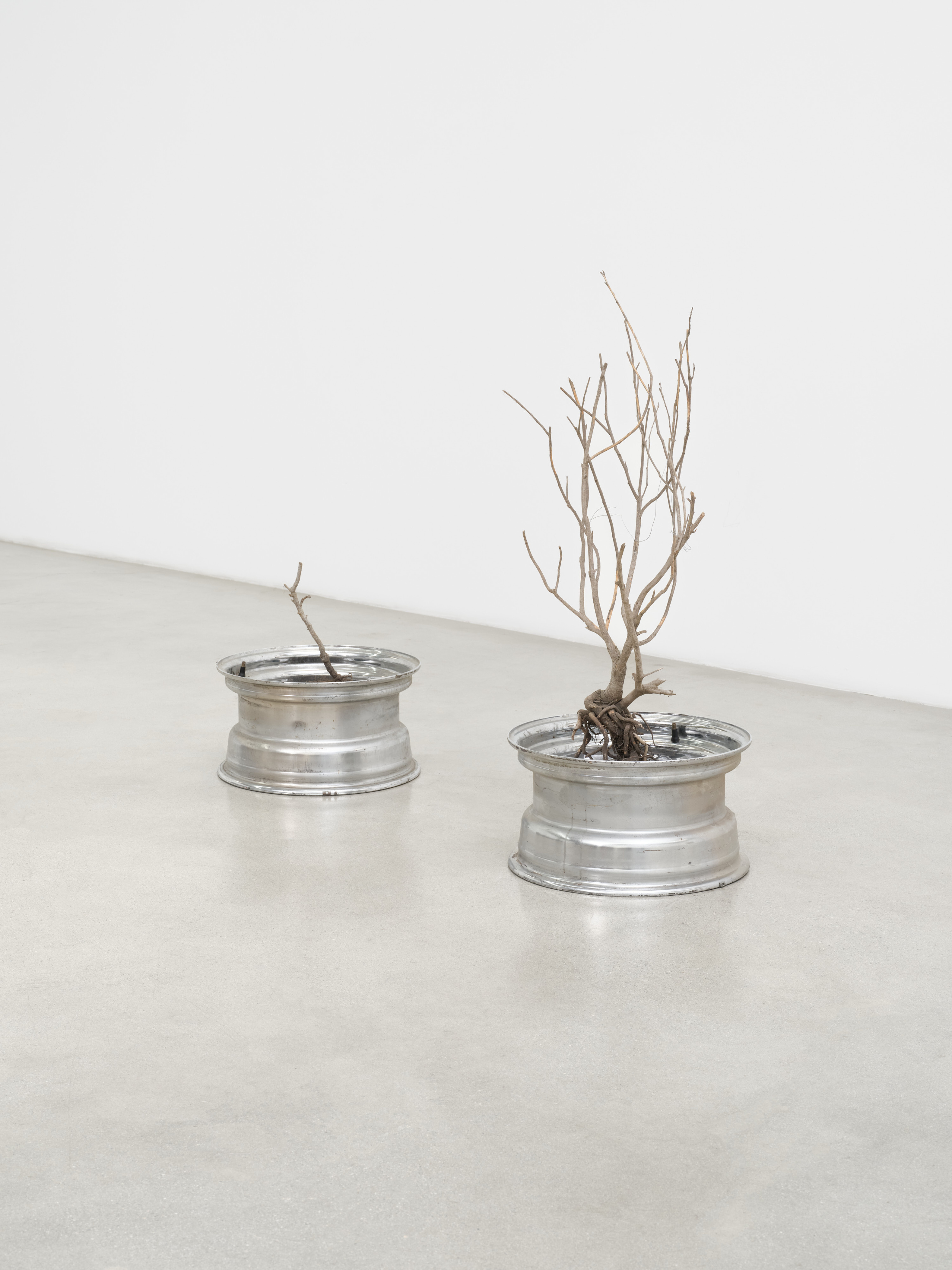 A diptych sculpture of two shining silver hubcaps lain on their side with rooted dead shrubs mounted inside. 