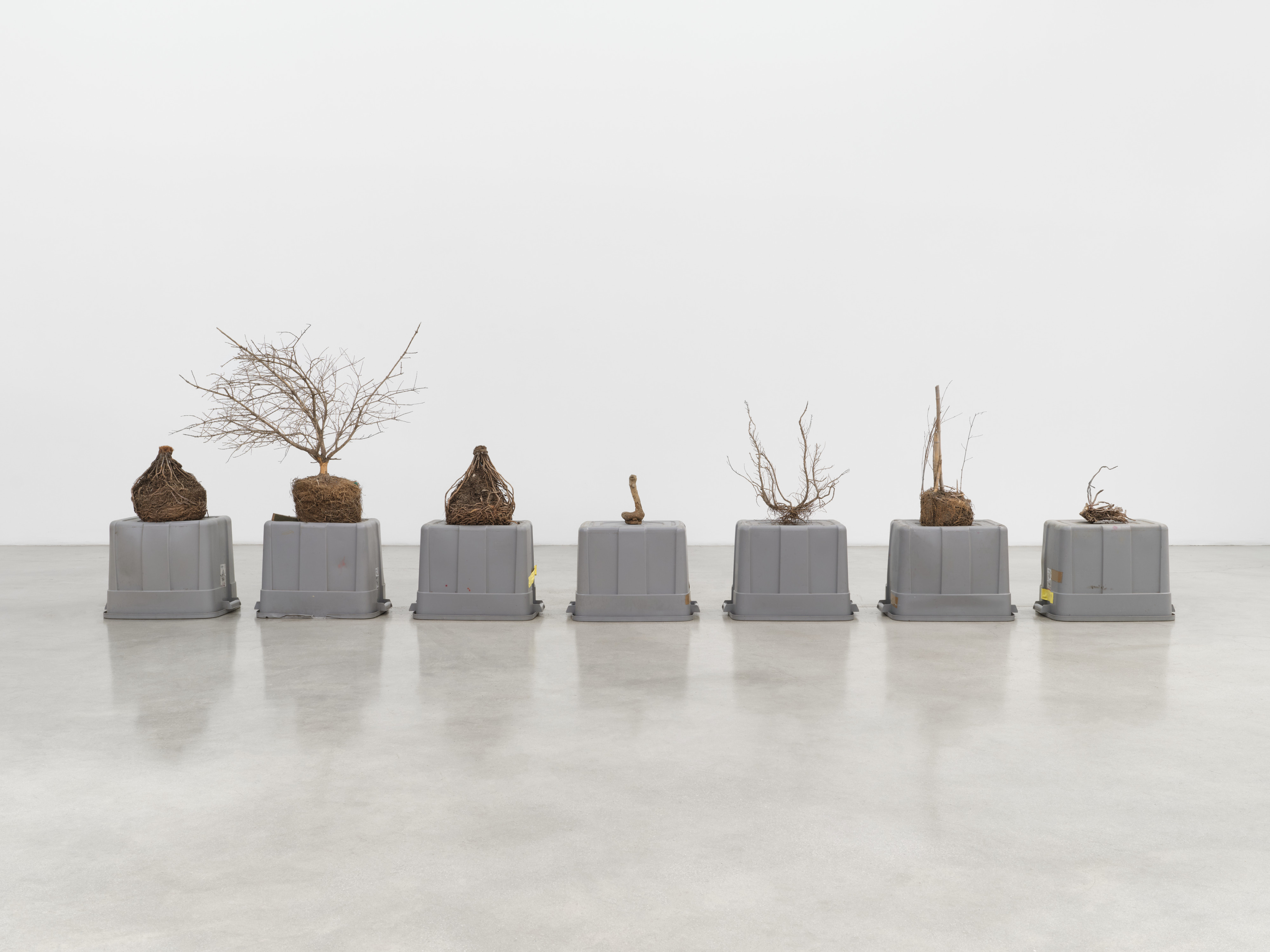 A series of seven sculptures of found rooted and dried shrubs atop upside down rubber maid containers. 