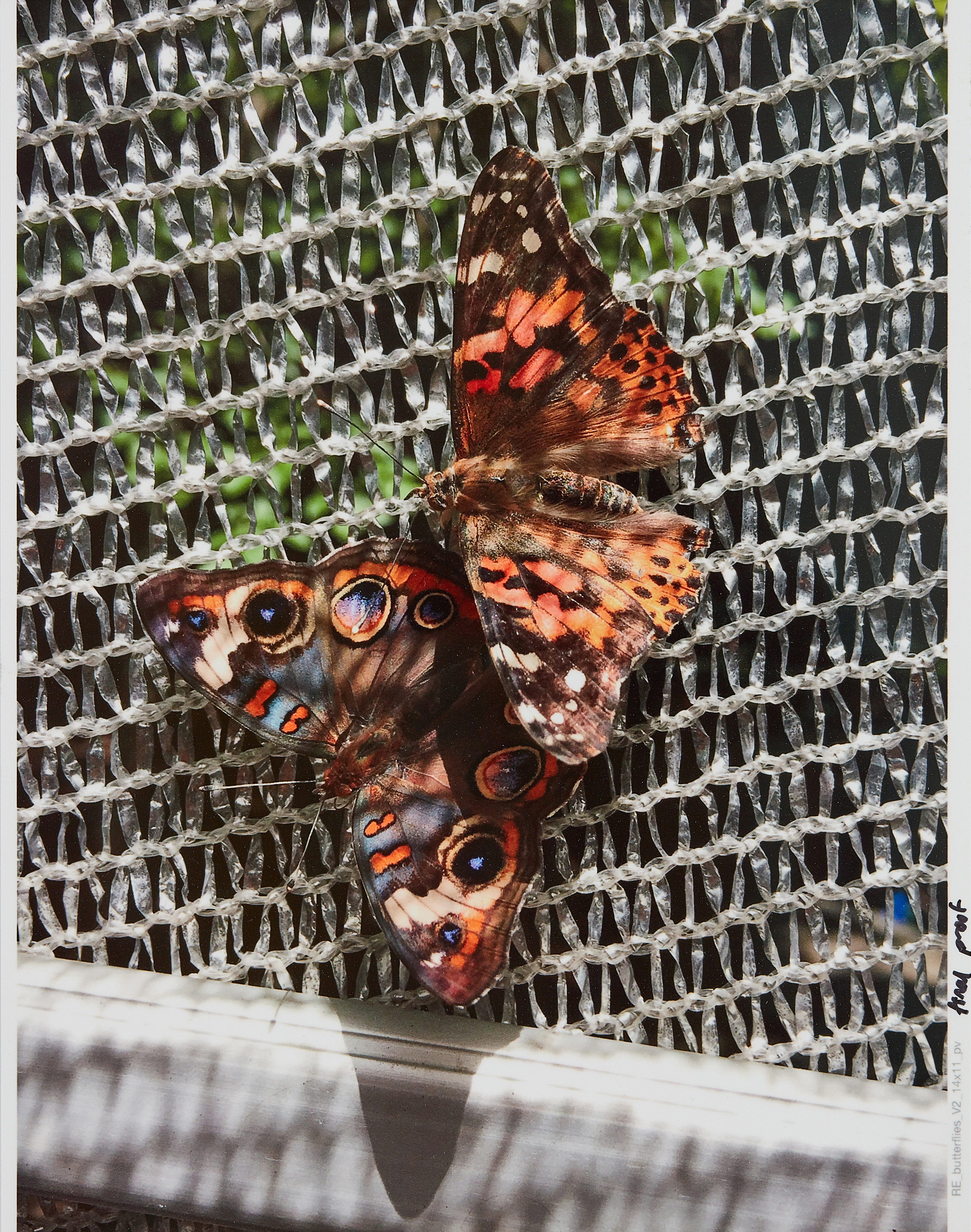 Roe Ethridge Butterflies, 2017
