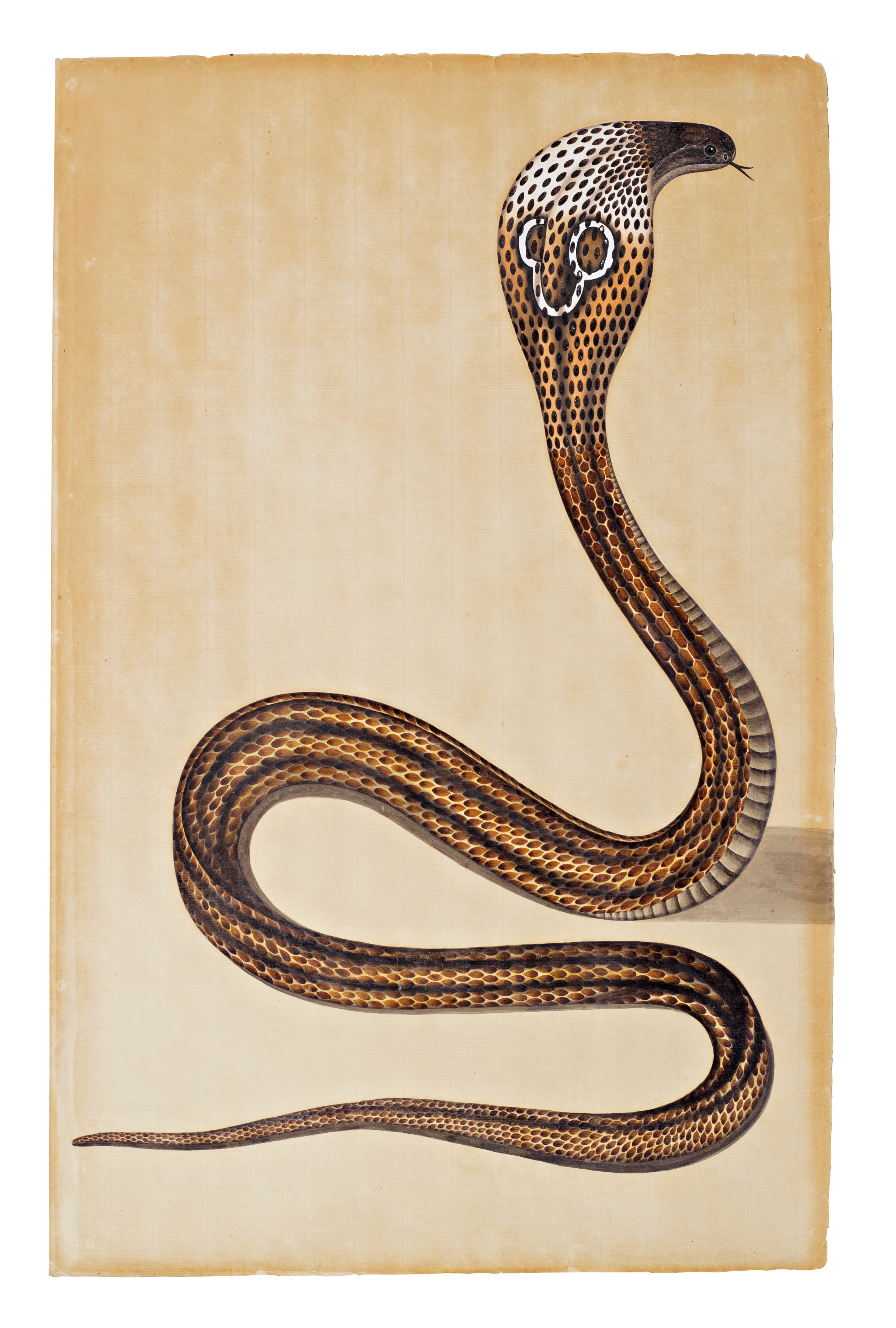 A Cobra de Capello - Company School, Calcutta - Artworks-Items - Carlton Rochell