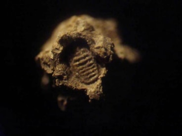A cluster of sand under a microscope