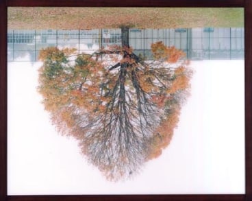 upside down image of a tree