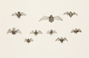 Image of GUO HONGWEI's 郭鸿蔚 Still Life #1 生物 #1, 2010