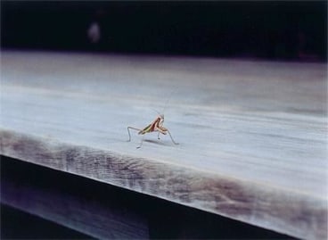 WIM WENDERS Praying Mantis, Nara, Japan