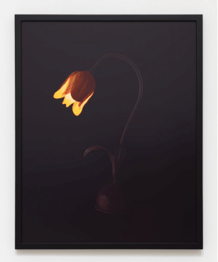 Image of SARAH CHARLESWORTH's Flower Lamp, 2002