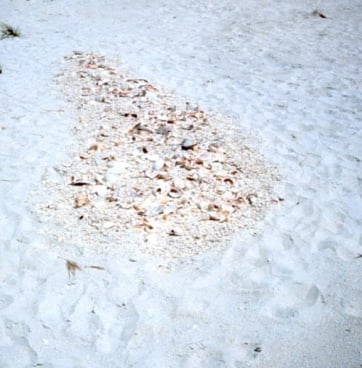shells on the beach organized in such a way that it resembles a continent