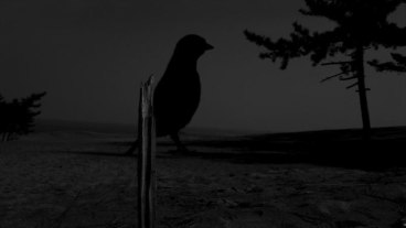 silhouette of a bird