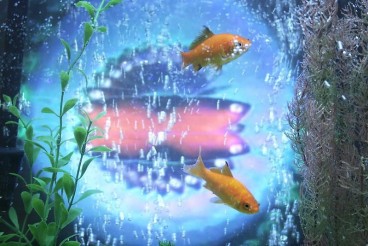 Detail of NAM JUNE PAIK's TV Fish, 2004