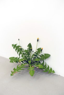 We encounter the art version of these in sculptor Tony Matelli&rsquo;s hyper-real bronzes. Budding flower stalks and leaf fronds&mdash;titled Weed #334 and Weed #374 and Weed #365&mdash;which, complete with pollution dust, sprout boldly from betwixt wall and door.&nbsp;