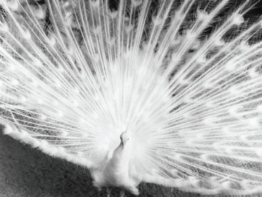 An albino peacock faces the camera and spreads its plumes in a black and white image