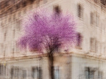 A purple-pink redbud tree is shown as a blur through multiple exposures taken on a city street.
