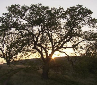 a tree covered in shadow as the sun rises or sets behind it