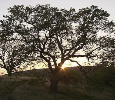 a tree blocking the sunrise