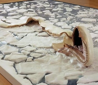 shredded, marine animal laying on ice