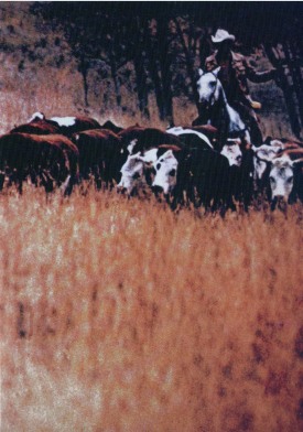Photo of cowboy herding cattle