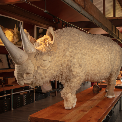 Thierry Show despont