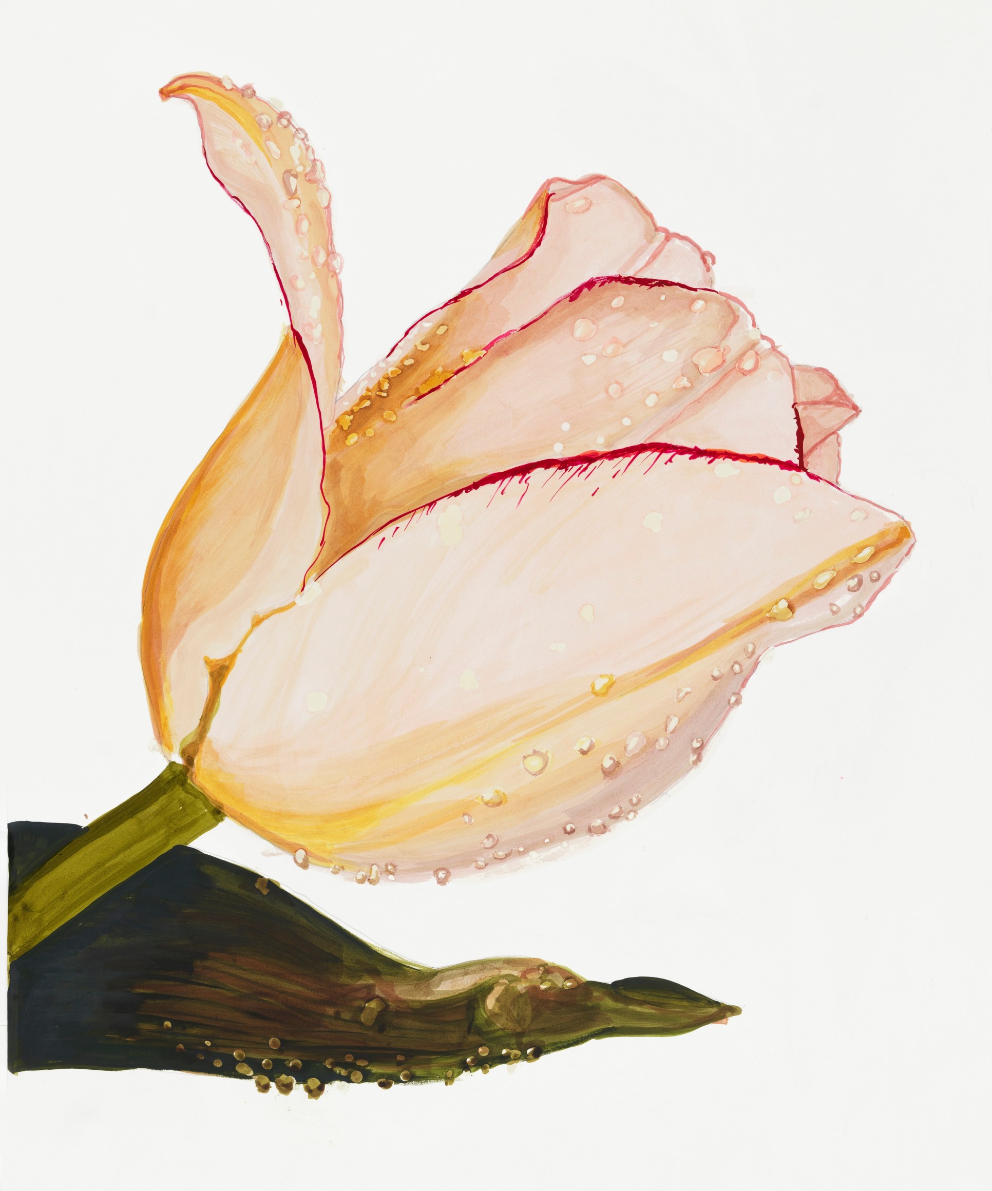 Sharon Core, Tulip: Blushing Bride, Page 28, 2023. Archival ink on paper, 17 3/4 x 14 7/8 inches.