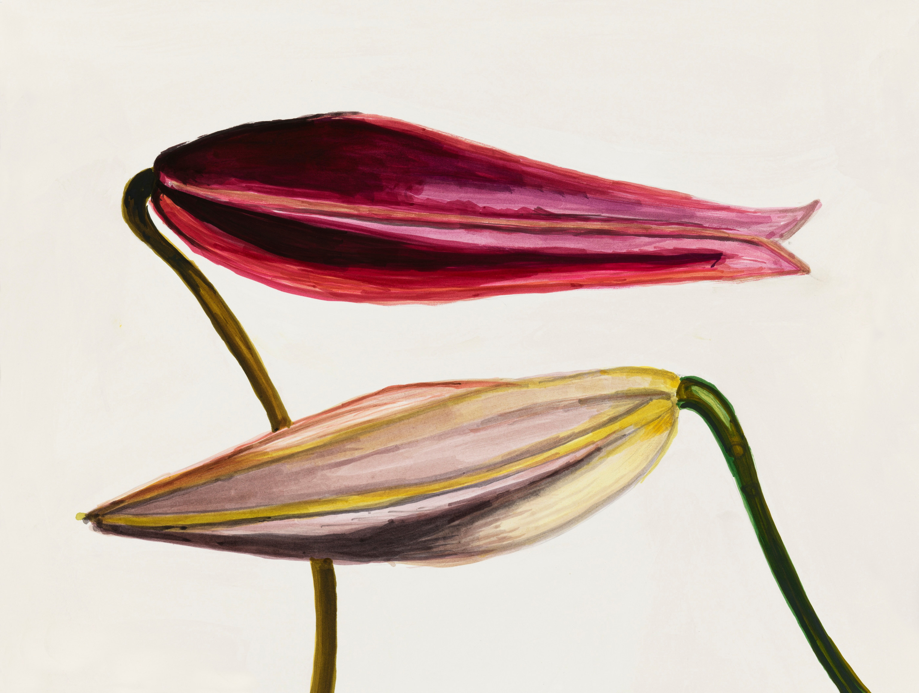 Sharon Core, Lily: Imperial Pink and Gold Buds, Page 54, 2023. Archival ink on paper, 12 1/8 x 15 7/8 inches.