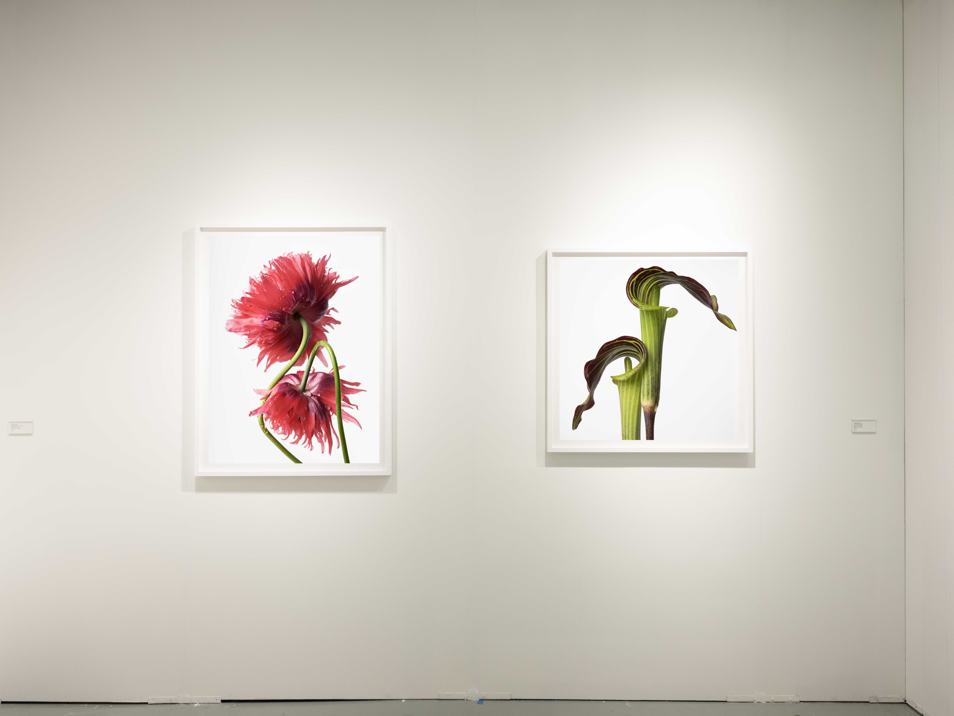 Installation view, Yancey Richardson at The Photography Show, presented by AIPAD, 2023.