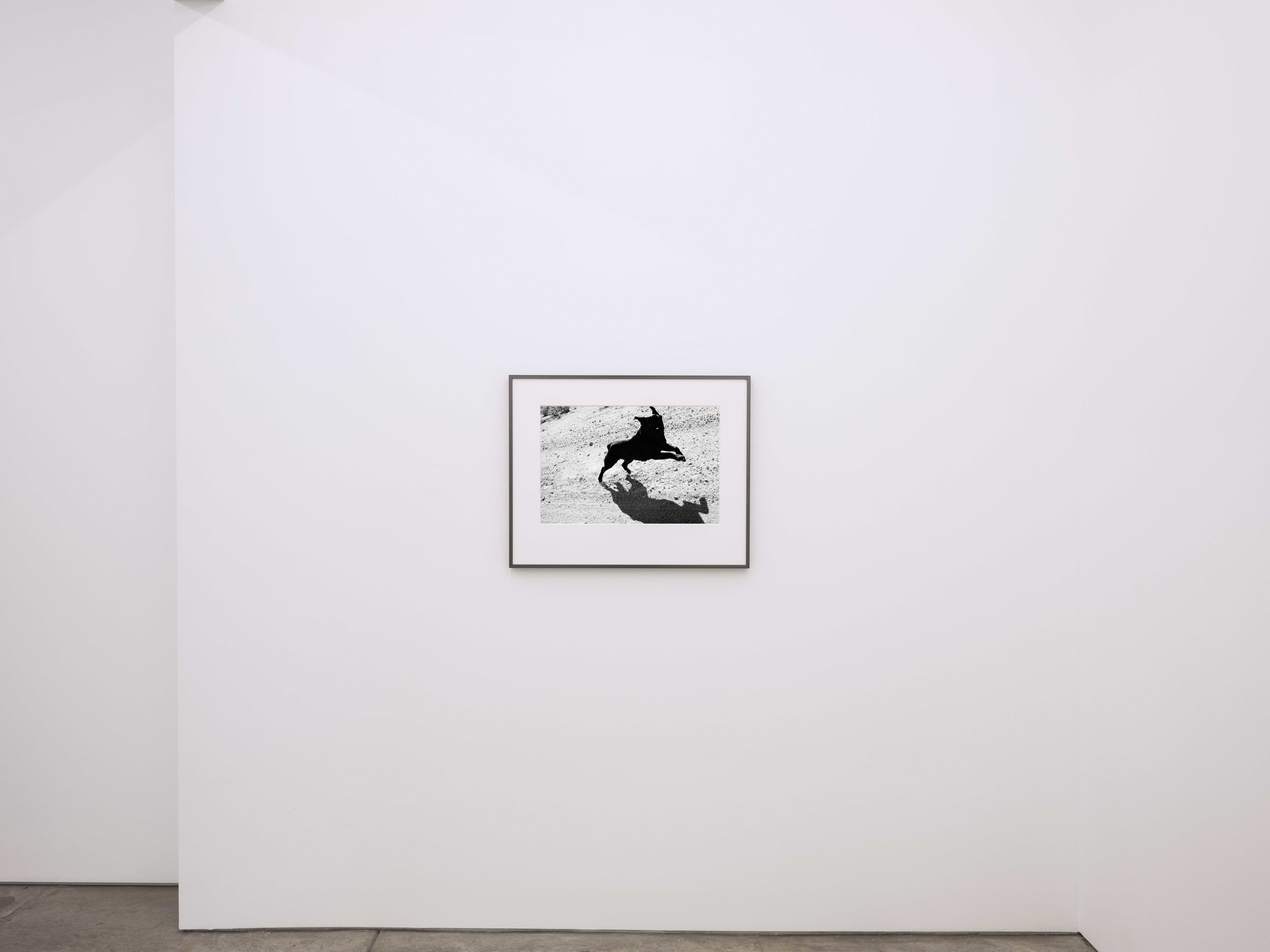 John Divola - Dogs Chasing My Car in the Desert