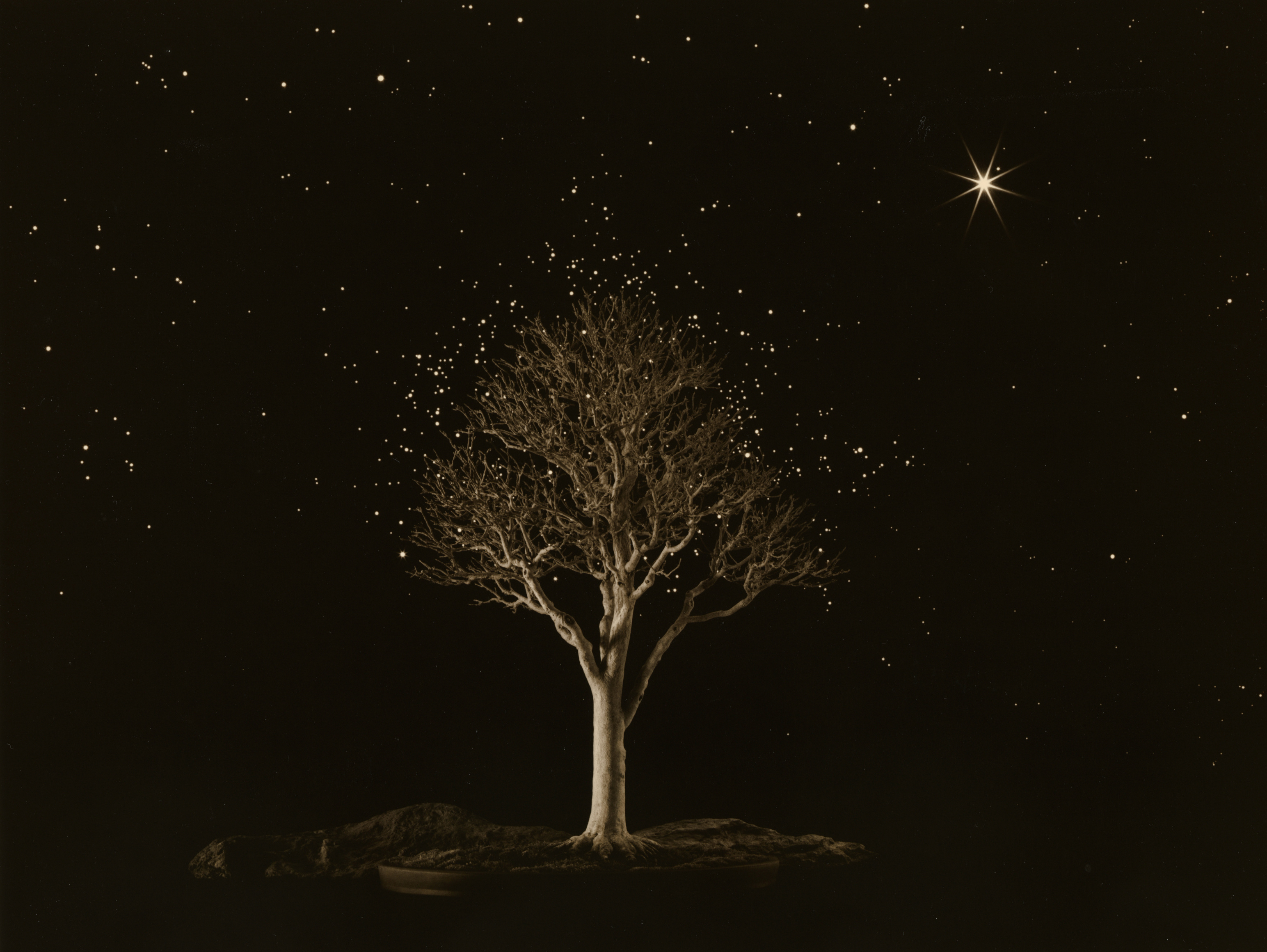 Bonsai #4013,&nbsp;2019. Gelatin silver print, 10 1/8&nbsp;x 13 1/8&nbsp;inches.