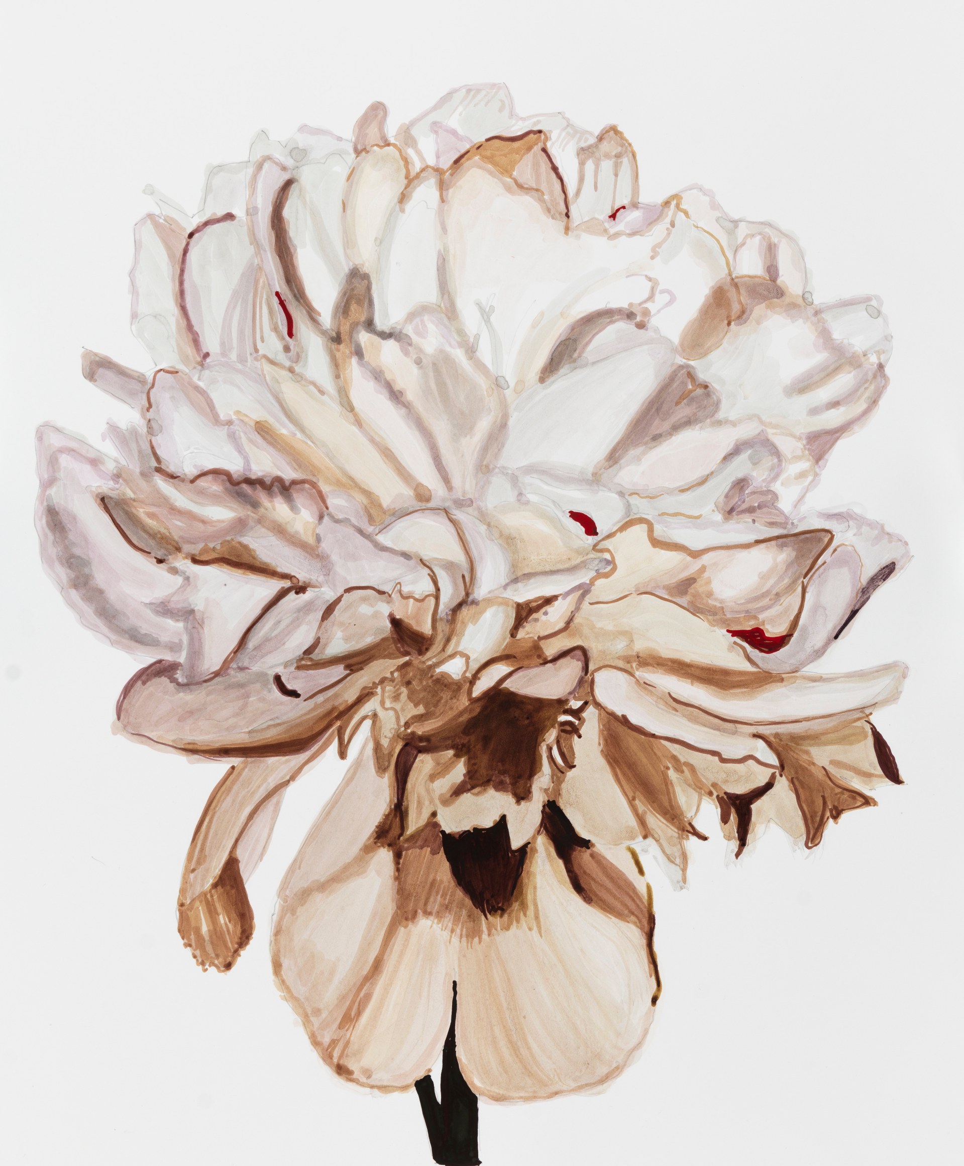 Sharon Core,&nbsp;Peony: Festiva Maxima, Page 71, 2023. Archival ink on paper, 19 5/8 x 17 inches.