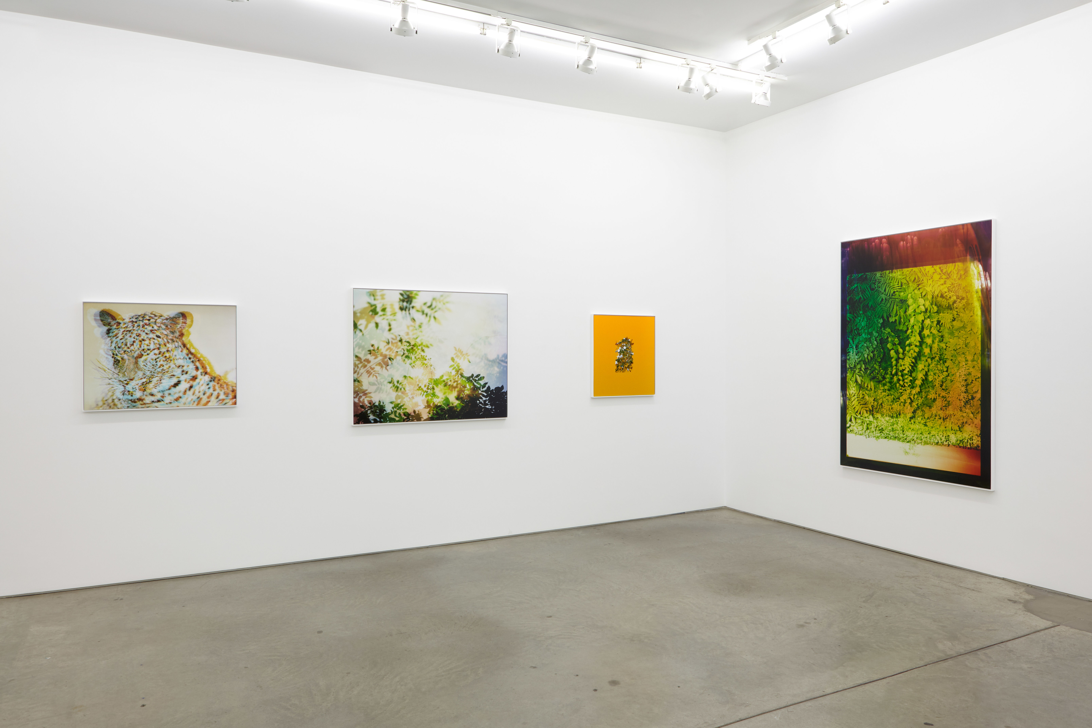 Installation view.