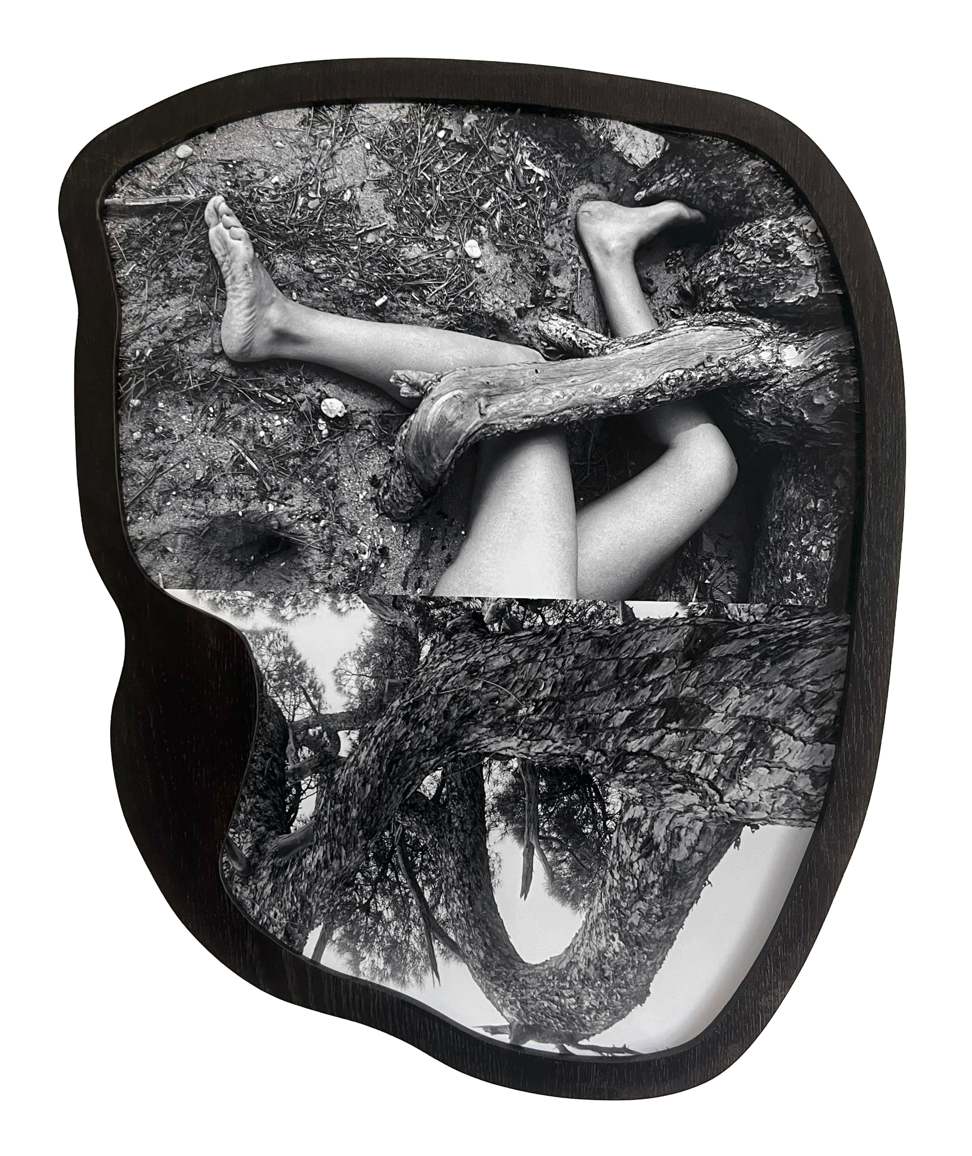 Maria Antelman, Tree Talker, 2023. Archival pigment print, 23 x 19 inches.